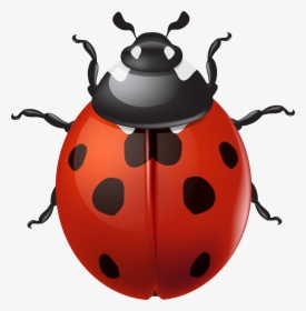 Transparent Ladybug Border, HD Png Download, Free Download