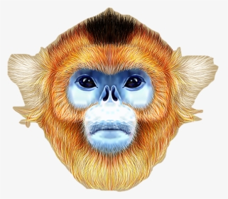 Golden Snub Nosed Monkeyface , Png Download, Transparent Png, Free Download