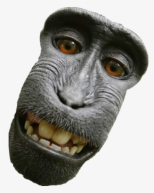Snout, HD Png Download, Free Download
