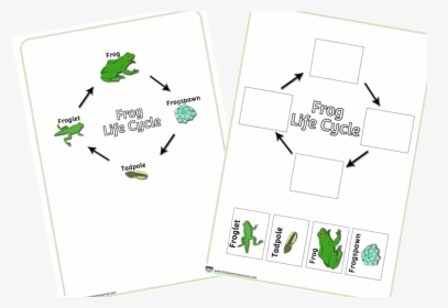 Frog Life Cycle, HD Png Download, Free Download