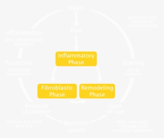 Injury Cycles, HD Png Download, Free Download