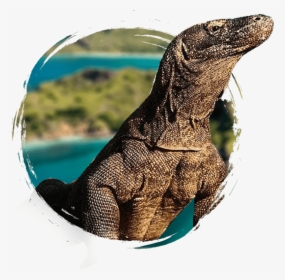 Voyage Flores Komodo - Dragon De Komodo, HD Png Download, Free Download