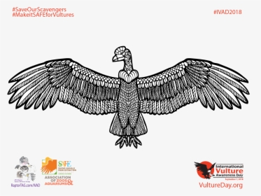 Golden Eagle , Png Download - Red-tailed Hawk, Transparent Png, Free Download