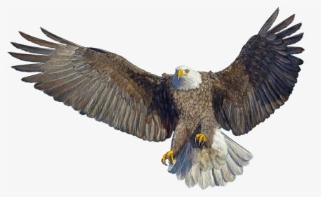 Bald Eagle Drawing Landing - Eagle Bird Landing, HD Png Download, Free Download