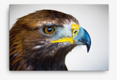 North American Golden Eagle, HD Png Download, Free Download
