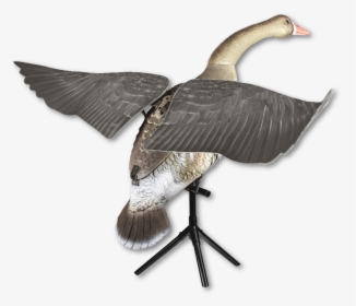 Greater White-fronted Goose, HD Png Download, Free Download