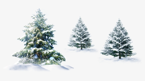 #ftestickers #winter #trees #pine #snow - Christmas Tree Snow Png, Transparent Png, Free Download