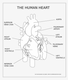 Heart, Ventricle, Organ, Human, Anatomy, Medical - Human Heart Black And White, HD Png Download, Free Download