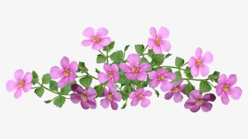 Flowers, Pink, Ground Cover, Cut Out, Isolated, Garden - Ground Cover Clipart, HD Png Download, Free Download