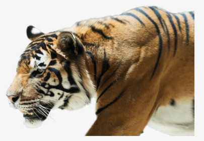 Bengal Tiger , Png Download - Female Bengal Tiger Transparent, Png Download, Free Download