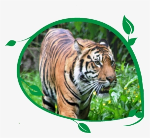 Tiger Bengal Tiger - Siberian Tiger, HD Png Download, Free Download