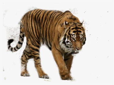 Bengal Tiger Png Free Download - Sumatran Tiger Transparent, Png Download, Free Download