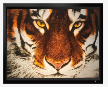 Image2 - Tiger Hd Pics Download, HD Png Download, Free Download