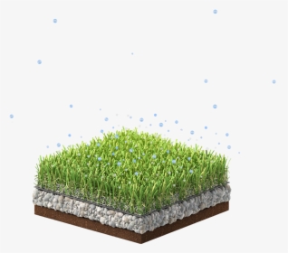 Tcool Grass Image - Moss, HD Png Download, Free Download