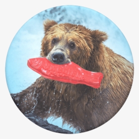 Transparent Swedish Fish Png - Grizzly Bear With Fish, Png Download, Free Download