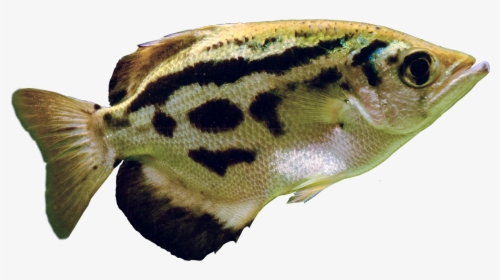 Archerfish Are Able To Discriminate Between Human Faces - Blowfish, HD Png Download, Free Download