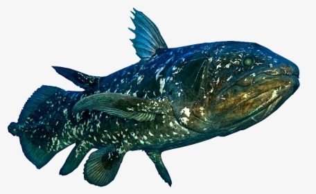 Coelacanth Png, Transparent Png, Free Download