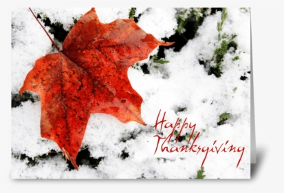 Red Maple Leaf, Canadian Thanksgiving Greeting Card - Maple Leaf, HD Png Download, Free Download