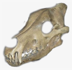 #wolf Skull - Wolf Skull Transparent, HD Png Download, Free Download