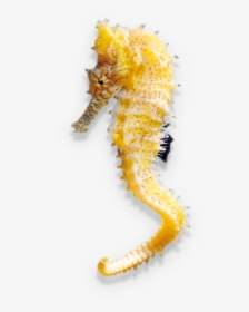 Northern Seahorse, HD Png Download, Free Download