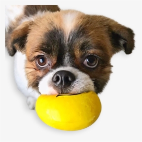 Emojis Squeaky Latex Dog Toy - Companion Dog, HD Png Download, Free Download