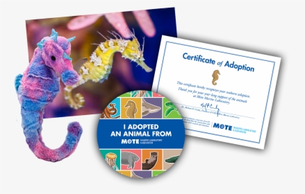 Items Included In Buddy Package - Adopt A Sea Turtle, HD Png Download, Free Download