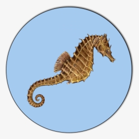 Northern Seahorse, HD Png Download, Free Download