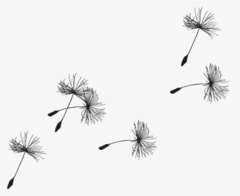 Dandelion, Seed, Flora, Grass, Seeds, Close-up, Nature - Dandelion Seed Drawing, HD Png Download, Free Download