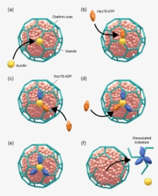 Structure Of Clathrin Coated Vesicle, HD Png Download, Free Download