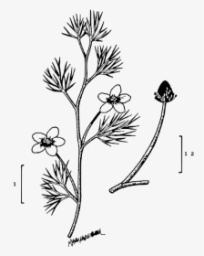 File Ranunculus Longirostris Illustration - Caesalpinia, HD Png Download, Free Download