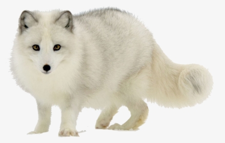 Arctic Fox Png Transparent Image - Arctic Fox White Background, Png Download, Free Download