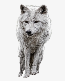 Wolf Arctic Clipart Brown Free On Transparent Png - Manipulation Png, Png Download, Free Download