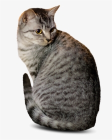 Cutout Cat, HD Png Download, Free Download