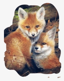 #fox #baby #freetoedit - Painting Of Fox Cubs, HD Png Download, Free Download