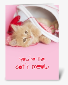 You"re The Cat"s Meow Greeting Card - Kitten, HD Png Download, Free Download