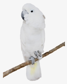 Sulphur-crested Cockatoo Bird Budgerigar Gif Image - White Parrot White Background, HD Png Download, Free Download