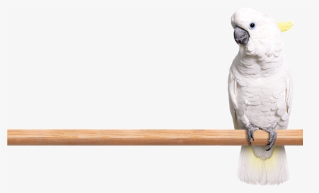 Photo Of A White Cockatoo Perched On A Limb - Cockatoo Transparent, HD Png Download, Free Download