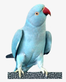 #parrots #parrot #cockatoo #bird #birds #sky #fly #blue - Rose Ringed Parakeet Blue, HD Png Download, Free Download