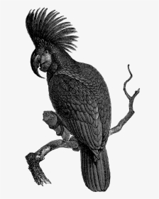 Black Palm Cockatoo Bird Png, Transparent Png, Free Download