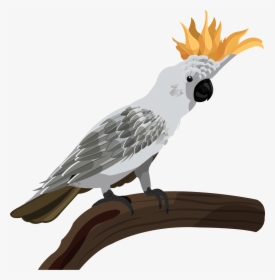Sulphur-crested Cockatoo, HD Png Download, Free Download