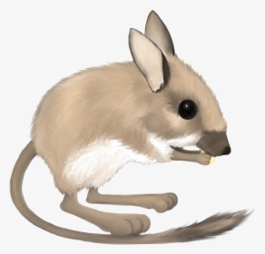 Mouse Clip Desert - Kangaroo Rat Transparent Background, HD Png Download, Free Download