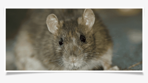 House Mouses, HD Png Download, Free Download