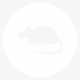 Transparent Rats Png - Twitter, Png Download, Free Download