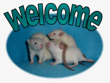 Rat, HD Png Download, Free Download