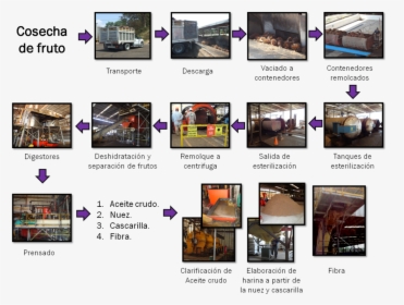 Proceso De Industrialización De La Palma Africana - Proceso De La Palma Africana, HD Png Download, Free Download