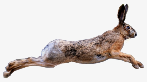 Hare - Brown Hare Transparent, HD Png Download, Free Download