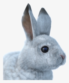 Snowshoe Hare Male Common - Arctic Hare Clear Background, HD Png Download, Free Download
