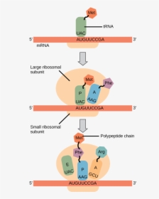 Figure 15 05 02 - Protein Synthesis In Translation, HD Png Download, Free Download