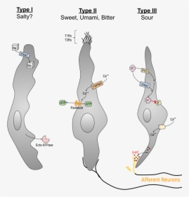 Type I Ii Iii Receptors Grey - Cartoon, HD Png Download, Free Download
