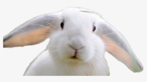 Rabbit Png Image - Domestic Rabbit, Transparent Png, Free Download